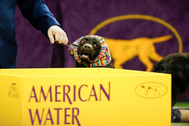 El Westminster Kennel Club, el certamen más antiguo de perros de pura raza de Estados Unidos, llega a su 143 edición con un su habitual alarde de elegancia y belleza entre los participantes. 