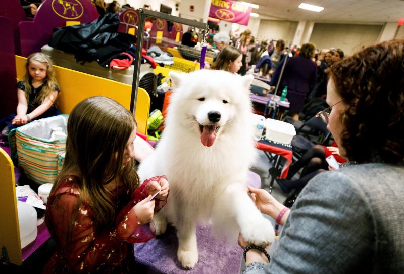 El Westminster Kennel Club, el certamen más antiguo de perros de pura raza de Estados Unidos, llega a su 143 edición con un su habitual alarde de elegancia y belleza entre los participantes. 