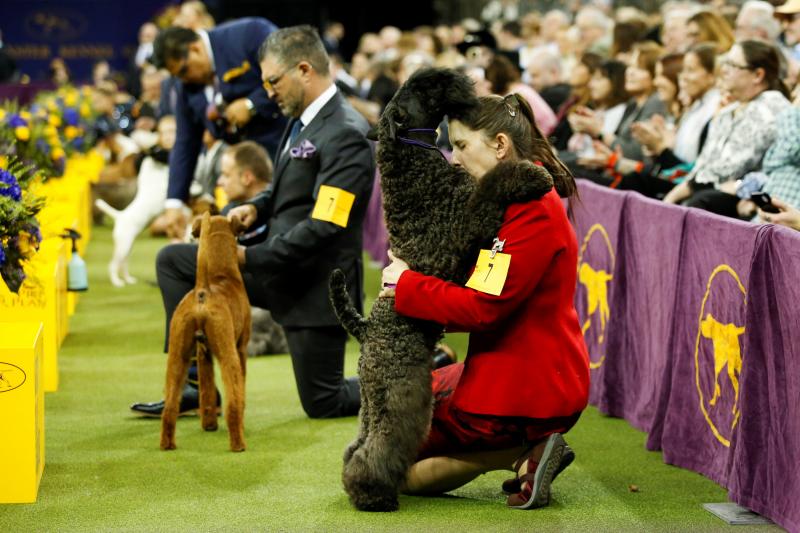 El Westminster Kennel Club, el certamen más antiguo de perros de pura raza de Estados Unidos, llega a su 143 edición con un su habitual alarde de elegancia y belleza entre los participantes. 