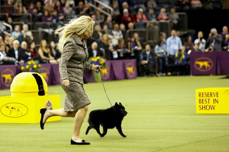 El Westminster Kennel Club, el certamen más antiguo de perros de pura raza de Estados Unidos, llega a su 143 edición con un su habitual alarde de elegancia y belleza entre los participantes. 