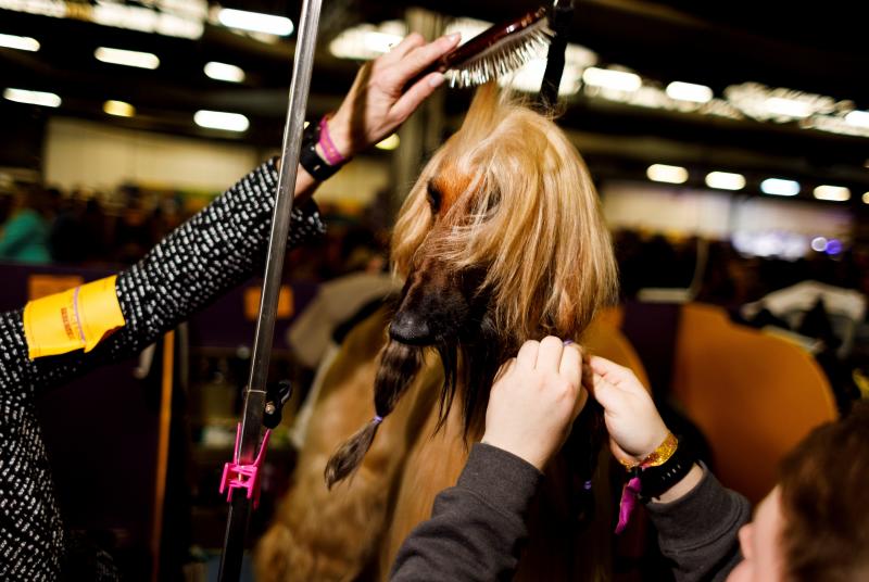 El Westminster Kennel Club, el certamen más antiguo de perros de pura raza de Estados Unidos, llega a su 143 edición con un su habitual alarde de elegancia y belleza entre los participantes. 