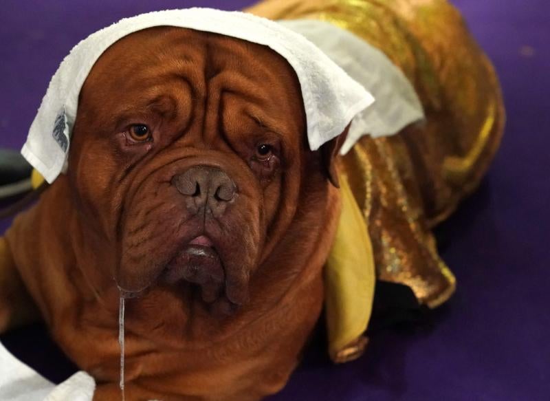 El Westminster Kennel Club, el certamen más antiguo de perros de pura raza de Estados Unidos, llega a su 143 edición con un su habitual alarde de elegancia y belleza entre los participantes. 