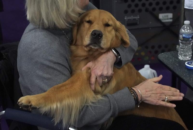El Westminster Kennel Club, el certamen más antiguo de perros de pura raza de Estados Unidos, llega a su 143 edición con un su habitual alarde de elegancia y belleza entre los participantes. 