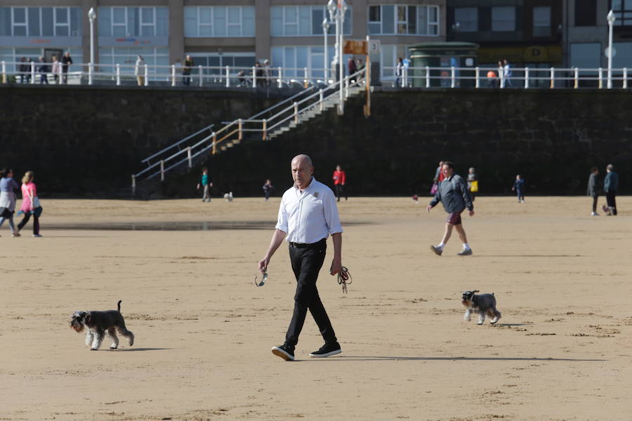 Decenas de personas se animaron a pasear por la Playa de San Lorenzo, bajo el sol y por la gran extensión de arena que dejó la bajamar