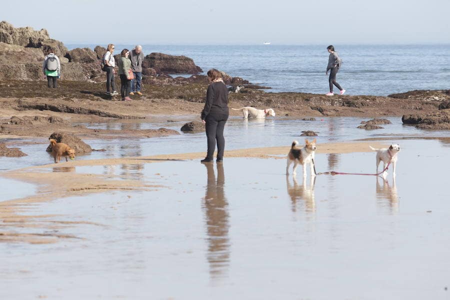 Decenas de personas se animaron a pasear por la Playa de San Lorenzo, bajo el sol y por la gran extensión de arena que dejó la bajamar