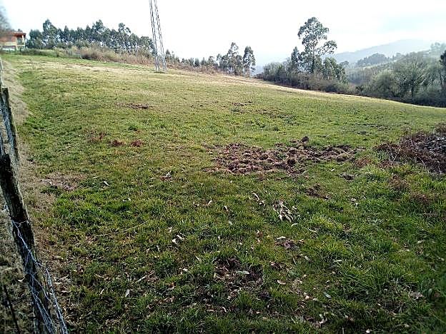 Los jabalís han destrozado terrenos y huertos de varios vecinos de la zona. 