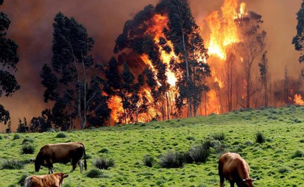 Incendios en Asturias: Tolerancia cero ante la oleada de incendios provocados