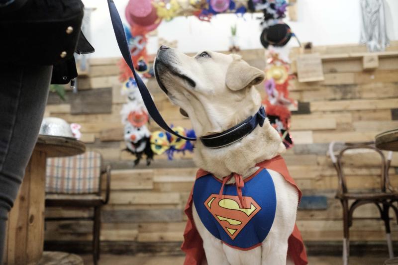 Green Zone acogió un desfile en el que las mascotas lucieron sus propios disfraces de antroxu