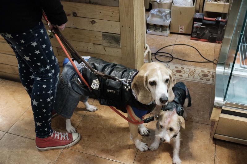 Green Zone acogió un desfile en el que las mascotas lucieron sus propios disfraces de antroxu