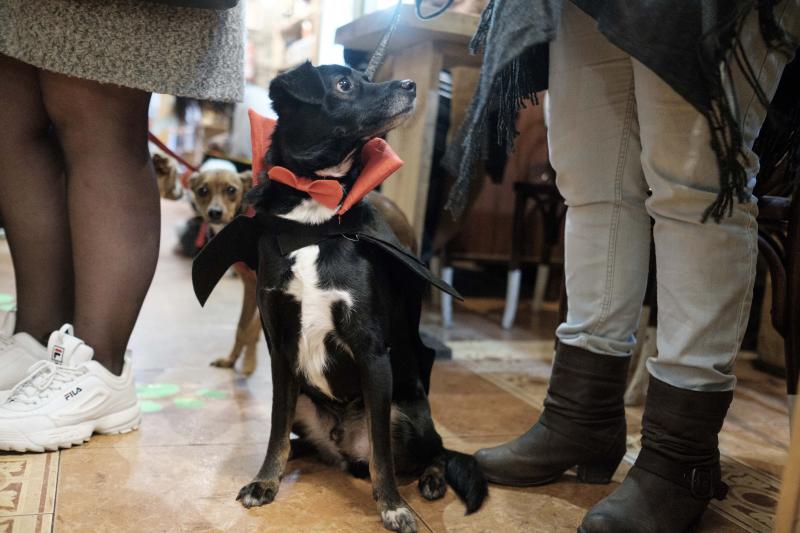 Green Zone acogió un desfile en el que las mascotas lucieron sus propios disfraces de antroxu