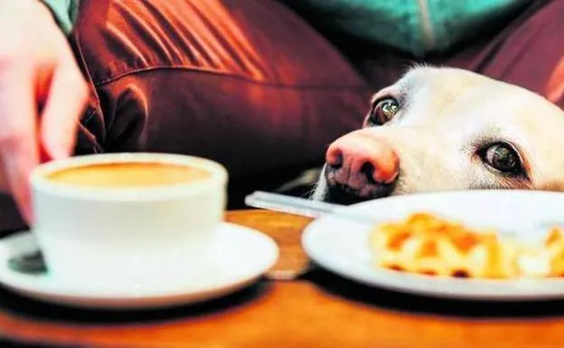Los veterinarios recuerdan que la ley no permite mascotas en restaurantes