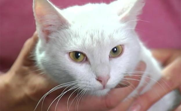 'Misi', la gata salvadora de La Coruña