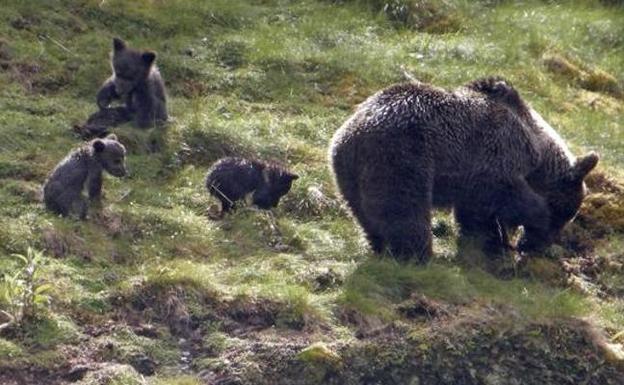 La Fundación Oso recuperará con frutales un monte quemado en Larón