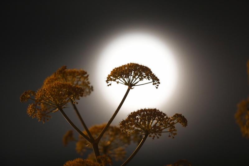 La superluna que anuncia la primavera asoma entre las ramas de una planta, este miércoles en Nicosia (Chipre).