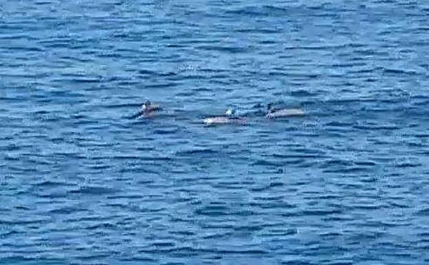 Un grupo de delfines, bañistas de excepción en San Lorenzo