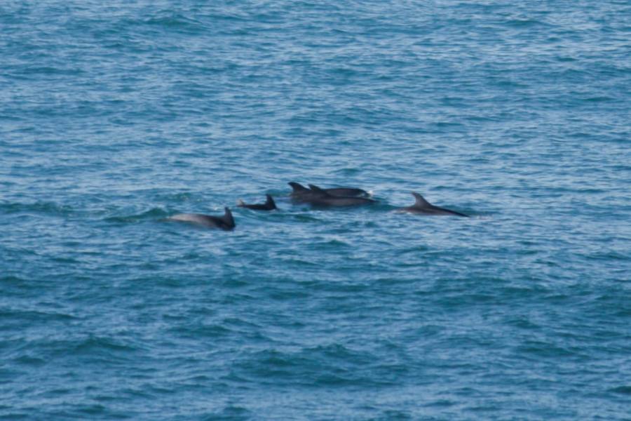 Los cetáceos comparten el agua del Cantábrico con los surferos que habitualmente practican su deporte en la bahía de Gijón