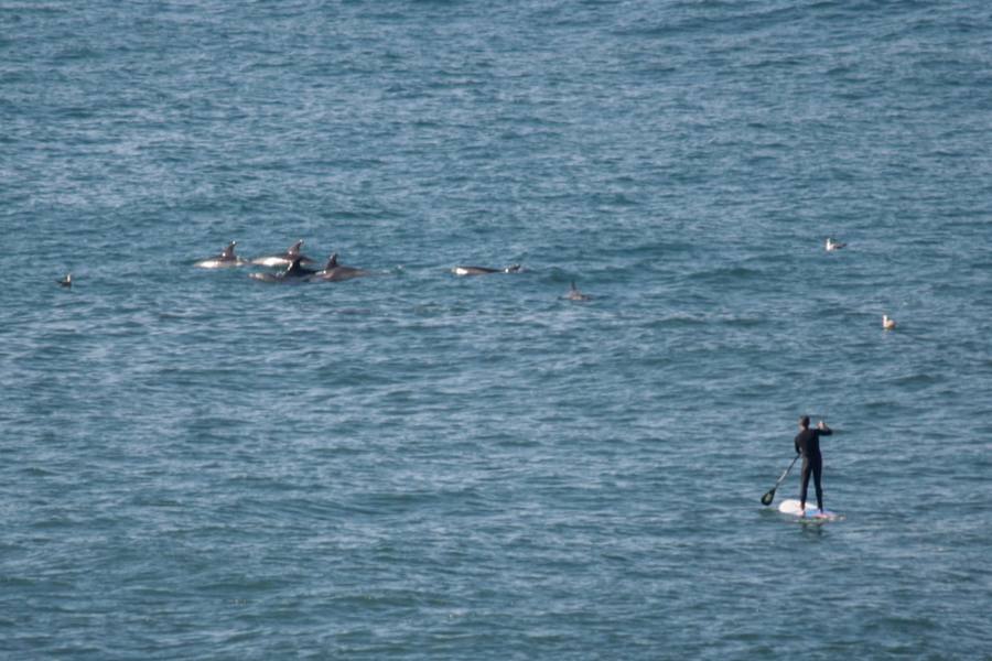 Los cetáceos comparten el agua del Cantábrico con los surferos que habitualmente practican su deporte en la bahía de Gijón