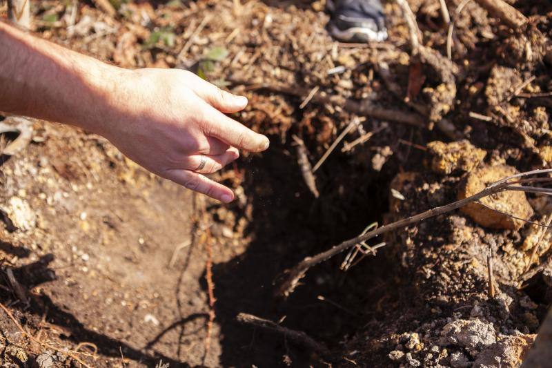 Multitud de niños y padres plantaron árboles en el bosque La Viesca la Olla durante una divertida mañana en conexión con la naturaleza.