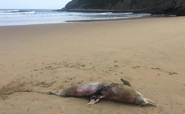 Aparece un delfín de 100 kilos muerto en la playa de Rodiles, en Villaviciosa