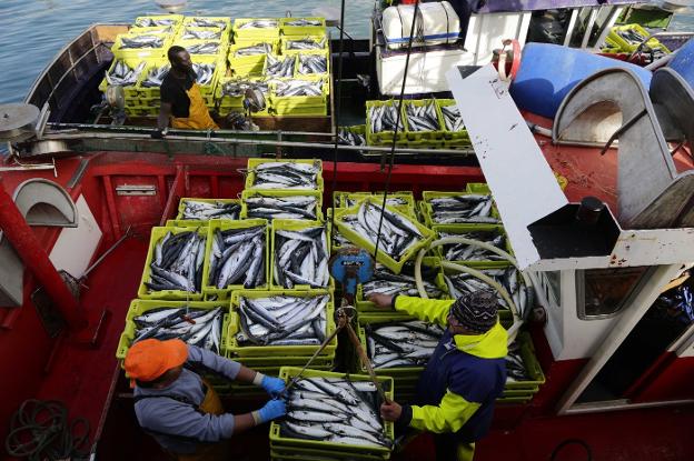 Tripulantes de un pesquero descargan varias cajas de xarda. 