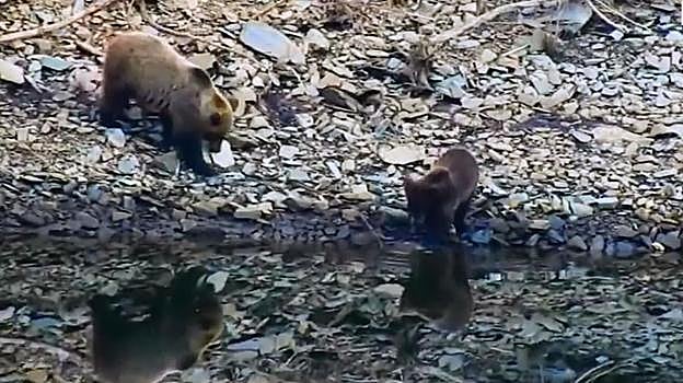 Una madre y su cría, hace pocos días entre Asturias y León. 