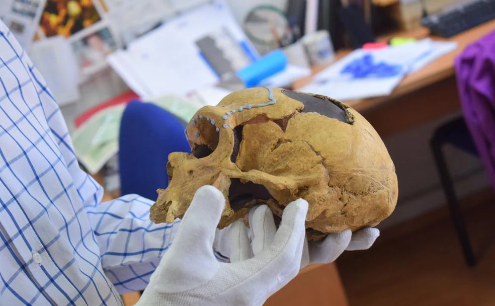 La reproducción de un cráneo de Neandertal, en el CSIC.