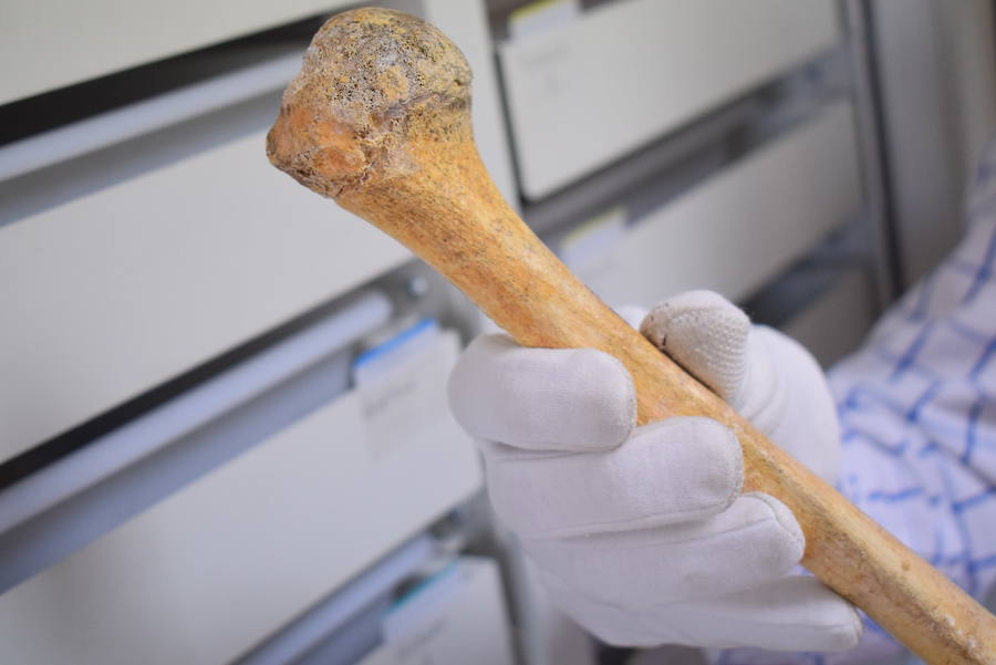 La pieza mejor conservada: el húmero de uno de las neandertales, un adulto joven.