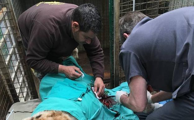 Los dos veterinarios del Hospital Veterinario Buenavista en plena operación