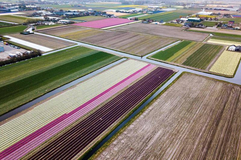 Las imágenes aéreas de los campos de tulipanes, en Lisse (Holanda) nos dejan una espectacular combinación de colores 