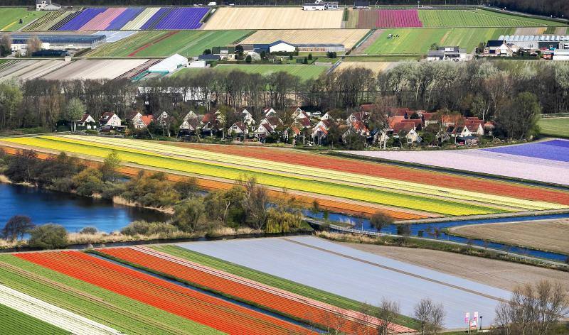 Las imágenes aéreas de los campos de tulipanes, en Lisse (Holanda) nos dejan una espectacular combinación de colores 