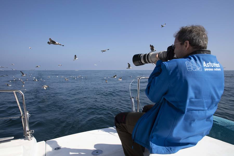 La costa asturiana posibilita el avistamiento de aves y cetáceos y el Principado ha organizado un viaje mar adentro para mostrar su potencial turístico.