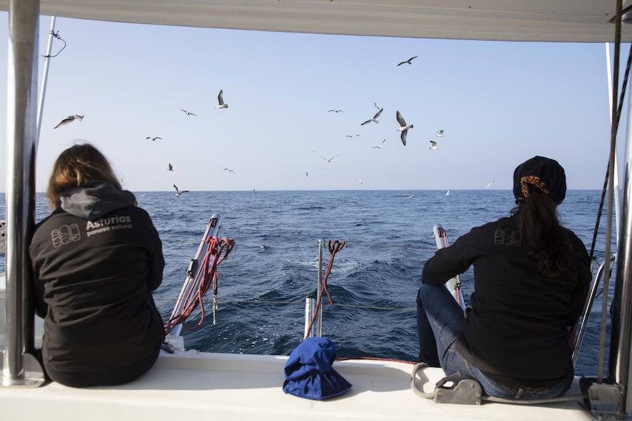 La costa asturiana posibilita el avistamiento de aves y cetáceos y el Principado ha organizado un viaje mar adentro para mostrar su potencial turístico.