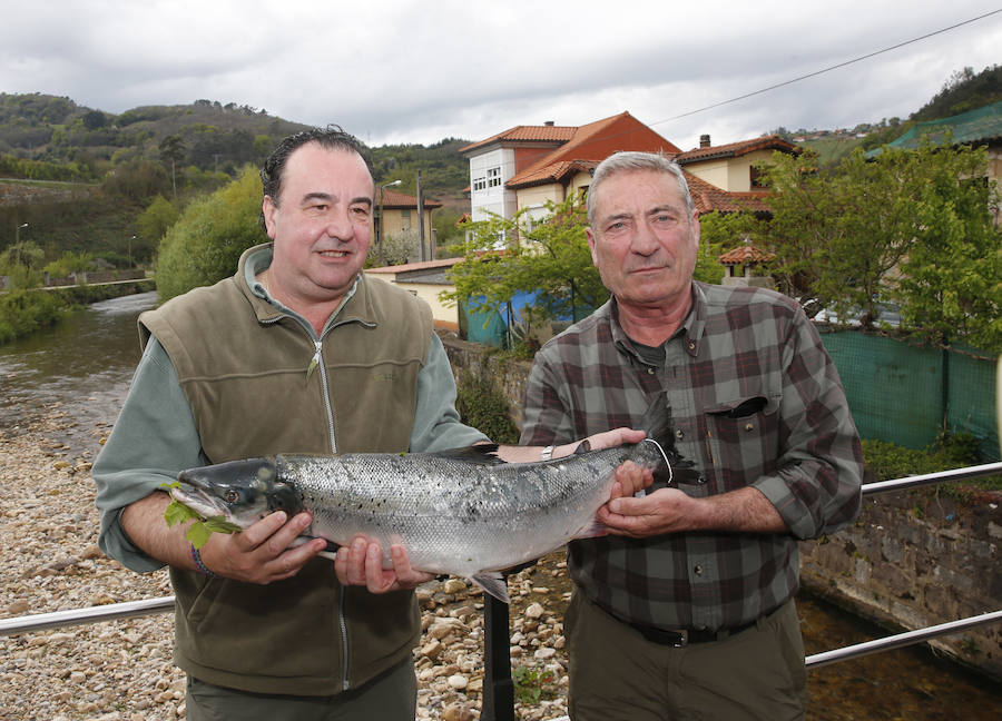 El primer salmón de la temporada fue capturado por el ovetense Fernando López Castro y la subasta se ha celebrado en Cornellana. 