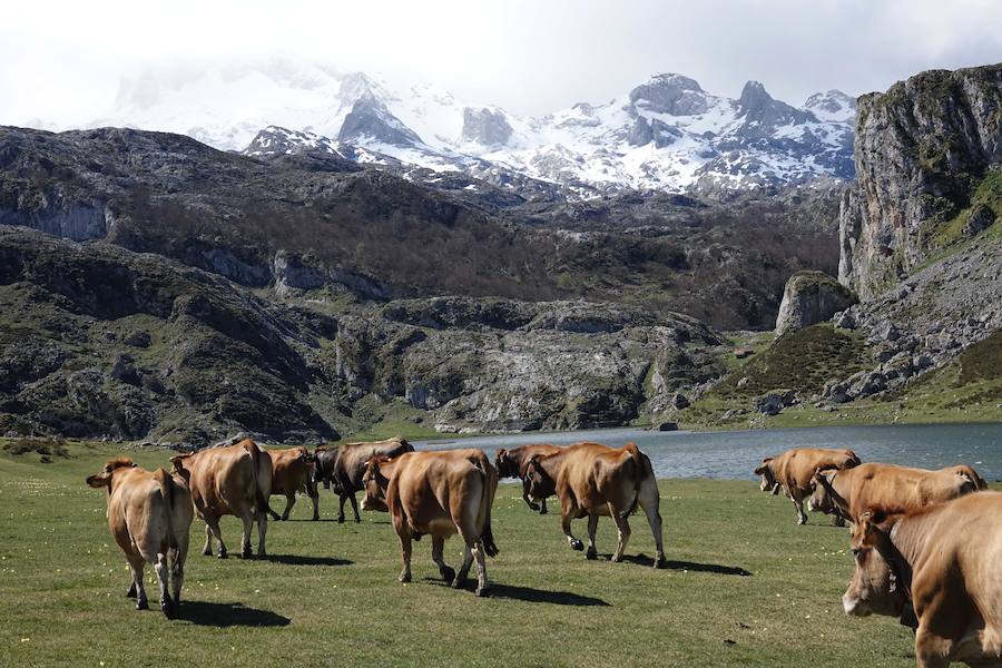 Cerca de 300 cabezas de vacuno realizaron su tradicional ascenso a los pastos de Picos