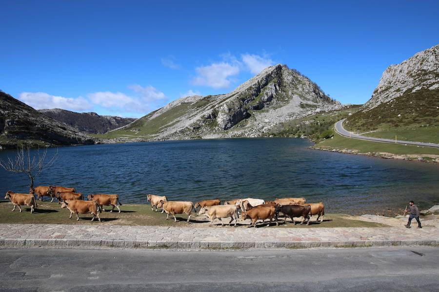 Cerca de 300 cabezas de vacuno realizaron su tradicional ascenso a los pastos de Picos