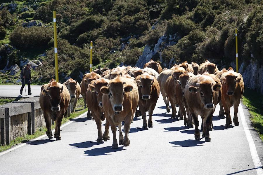 Cerca de 300 cabezas de vacuno realizaron su tradicional ascenso a los pastos de Picos