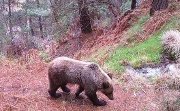 El oso pardo se encuentra en la actualidad en época de celo, la mejor para el avistamiento. 