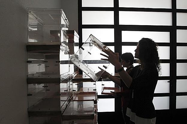 Colocación de urnas en el centro municipal de El Coto, en Gijón, para la jornada electoral de mañana. 