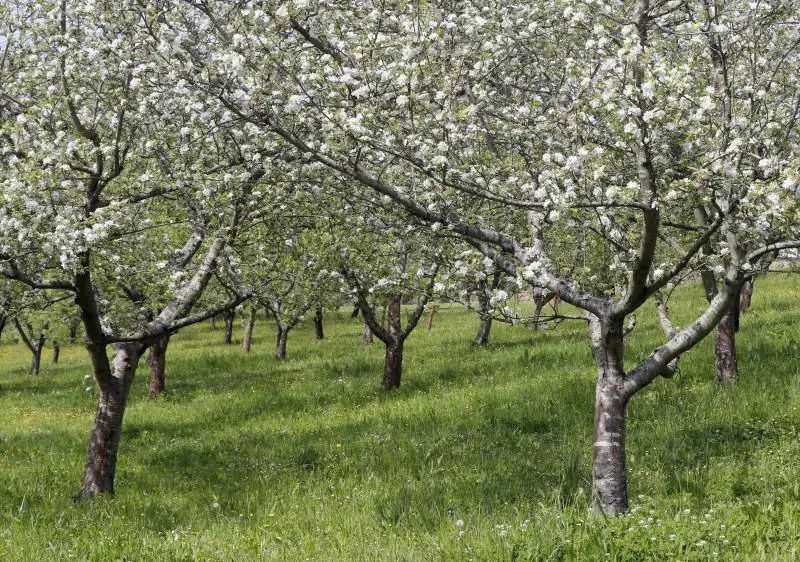 La región alberga miles de hectáreas de este árbol frutal que durante los meses de primavera estallan en millones de flores. Tiñana y Villaviciosa son solo dos ejemplos de este maravilloso paisaje.