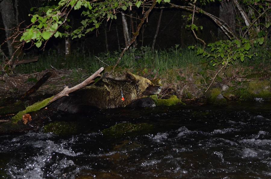 Personal de la Junta de Castilla y León y los gobiernos de Asturias y Cantabria han rescatado a un oso pardo herido localizado en un paraje de Palacios del Sil, en León. El animal, que ha sido trasladado a un centro de recuperación de Cantabria, presentaba varias heridas y síntomas de hipotermia, ya que se encontraba semisumergido en un arroyo.