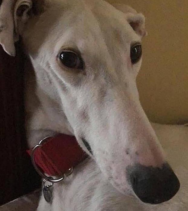 Localizado el galgo perdido en la zona del HUCA