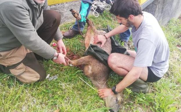 Vecinos y un estudiante de veterinaria rescataron a la corza. 