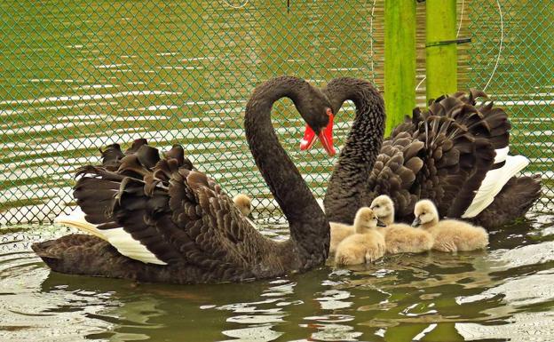 Imagen de archivo de una pareja de cisnes negros y sus crías en el parque Isabel la Católica.