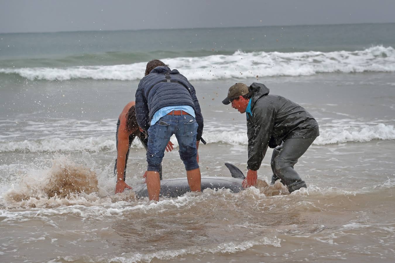 Pese a los esfuerzos de surfistas, voluntarios y agentes del Medio Natural sólo se ha podido devolver al agua con vida a tres de ellos