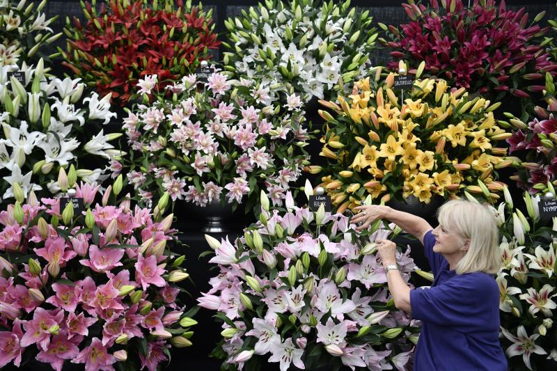 Ni la Reina de Inglaterra ha querido perderse el gran espectáculo del festival de flores y jardines más importante del mundo, que se celebra en la localidad británica de Chelsea. Impulsado en 1913 por la Real Sociedad de Horticultura, cuenta con más de 500 expositores y cada año supera los 160.000 visitantes. 