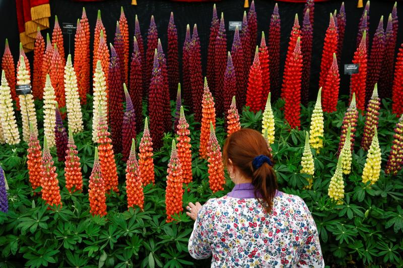 Ni la Reina de Inglaterra ha querido perderse el gran espectáculo del festival de flores y jardines más importante del mundo, que se celebra en la localidad británica de Chelsea. Impulsado en 1913 por la Real Sociedad de Horticultura, cuenta con más de 500 expositores y cada año supera los 160.000 visitantes. 