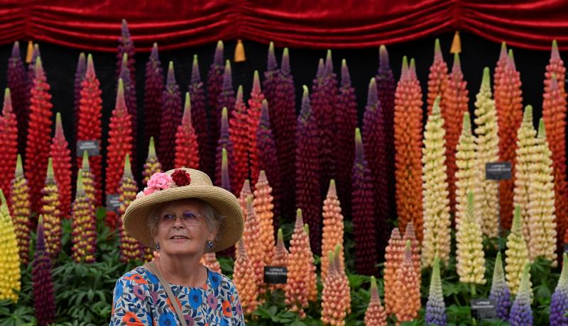 Ni la Reina de Inglaterra ha querido perderse el gran espectáculo del festival de flores y jardines más importante del mundo, que se celebra en la localidad británica de Chelsea. Impulsado en 1913 por la Real Sociedad de Horticultura, cuenta con más de 500 expositores y cada año supera los 160.000 visitantes. 