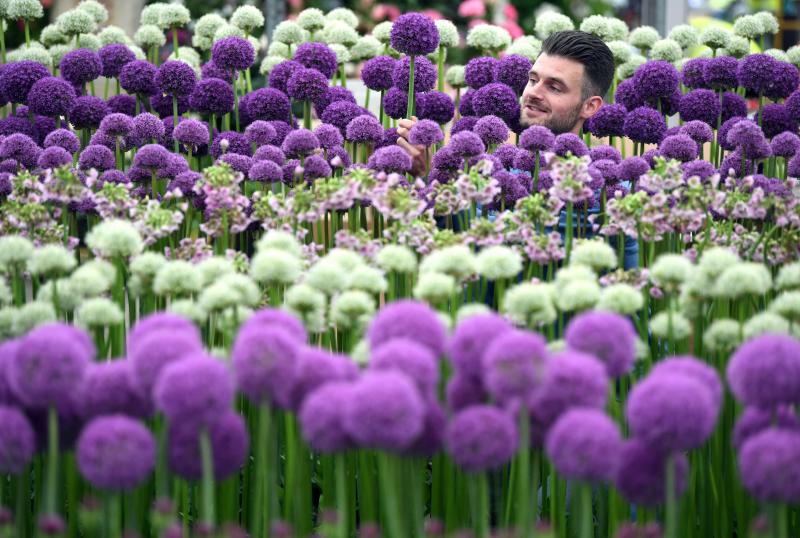 Ni la Reina de Inglaterra ha querido perderse el gran espectáculo del festival de flores y jardines más importante del mundo, que se celebra en la localidad británica de Chelsea. Impulsado en 1913 por la Real Sociedad de Horticultura, cuenta con más de 500 expositores y cada año supera los 160.000 visitantes. 