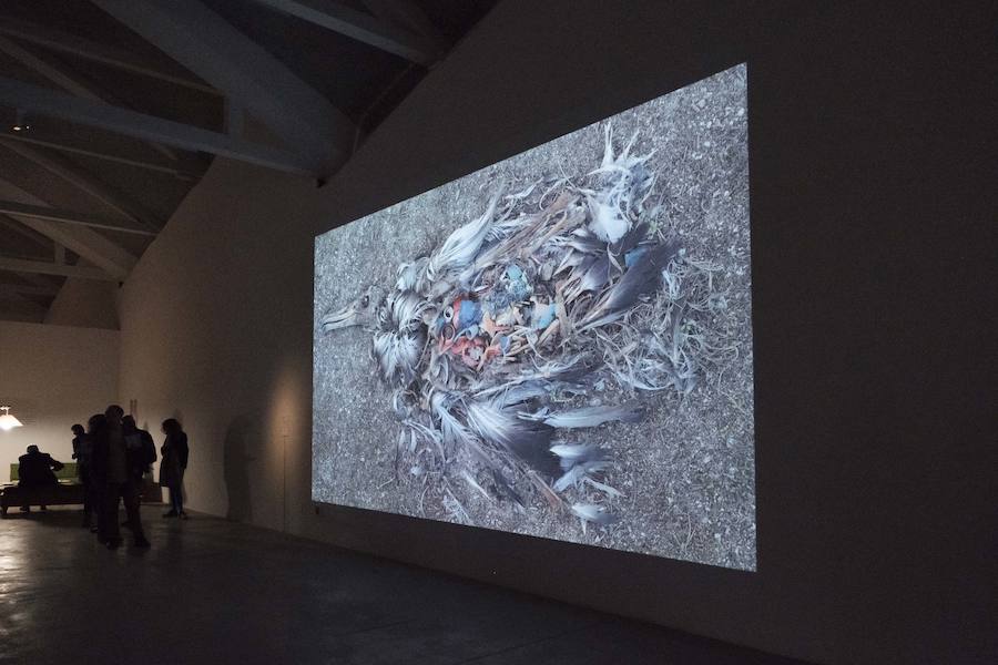 Chris Jordan 'Albatross'.