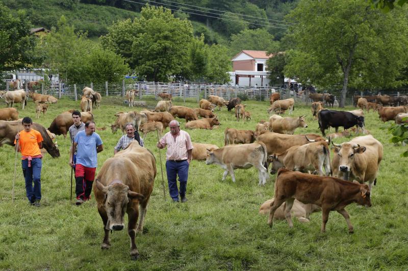 La localidad canguesa de Corao ha vuelto a ser el referente del sector ganadero de Asturias, con una feria en la que se han dado cita más de 3.000 reses. Las ventas alcanzaron el 80%.